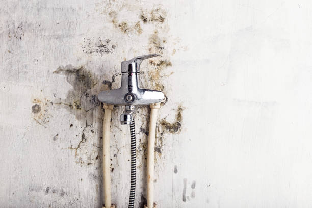 Best Mold Remediation for Specific Building Types in Buckner, KY